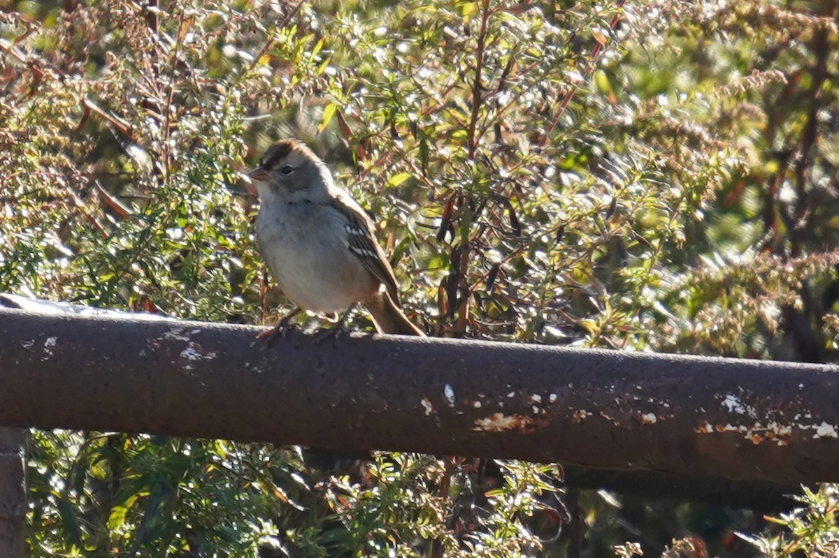 White-crowned Sparrow - Bob Yankou