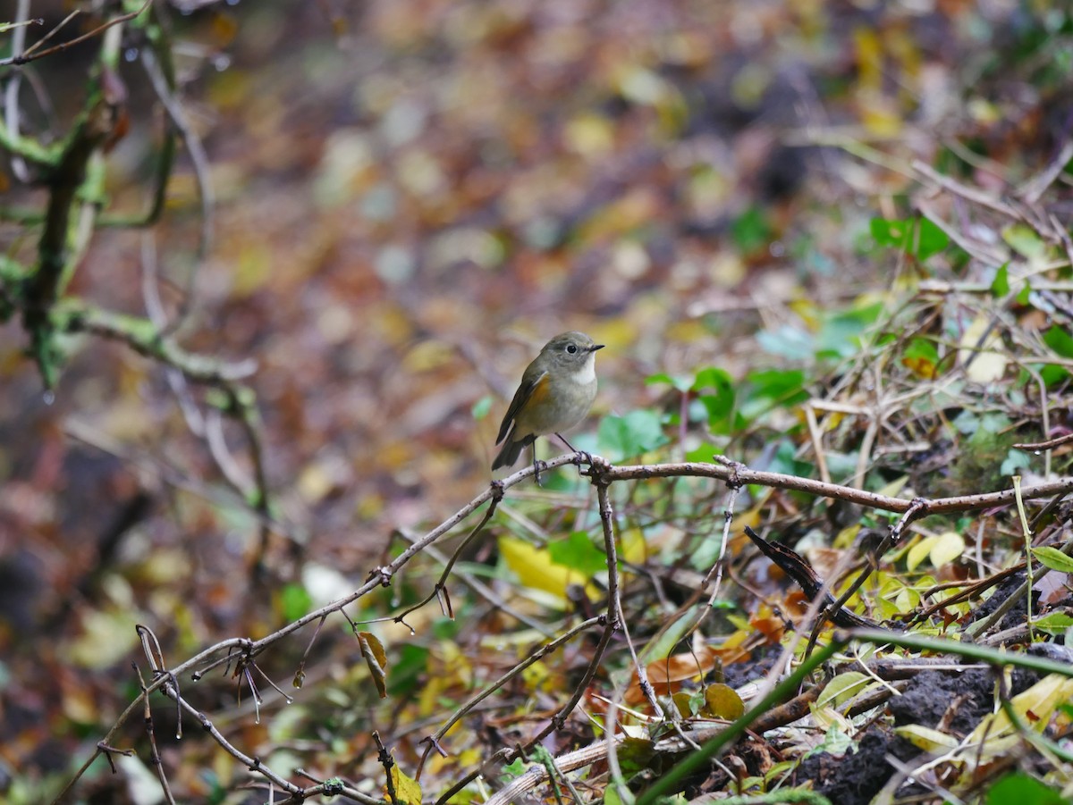 Red-flanked Bluetail - ML496580941