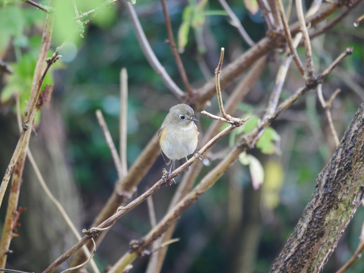 Red-flanked Bluetail - ML496581281