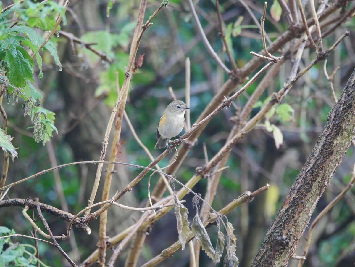 Red-flanked Bluetail - ML496581431