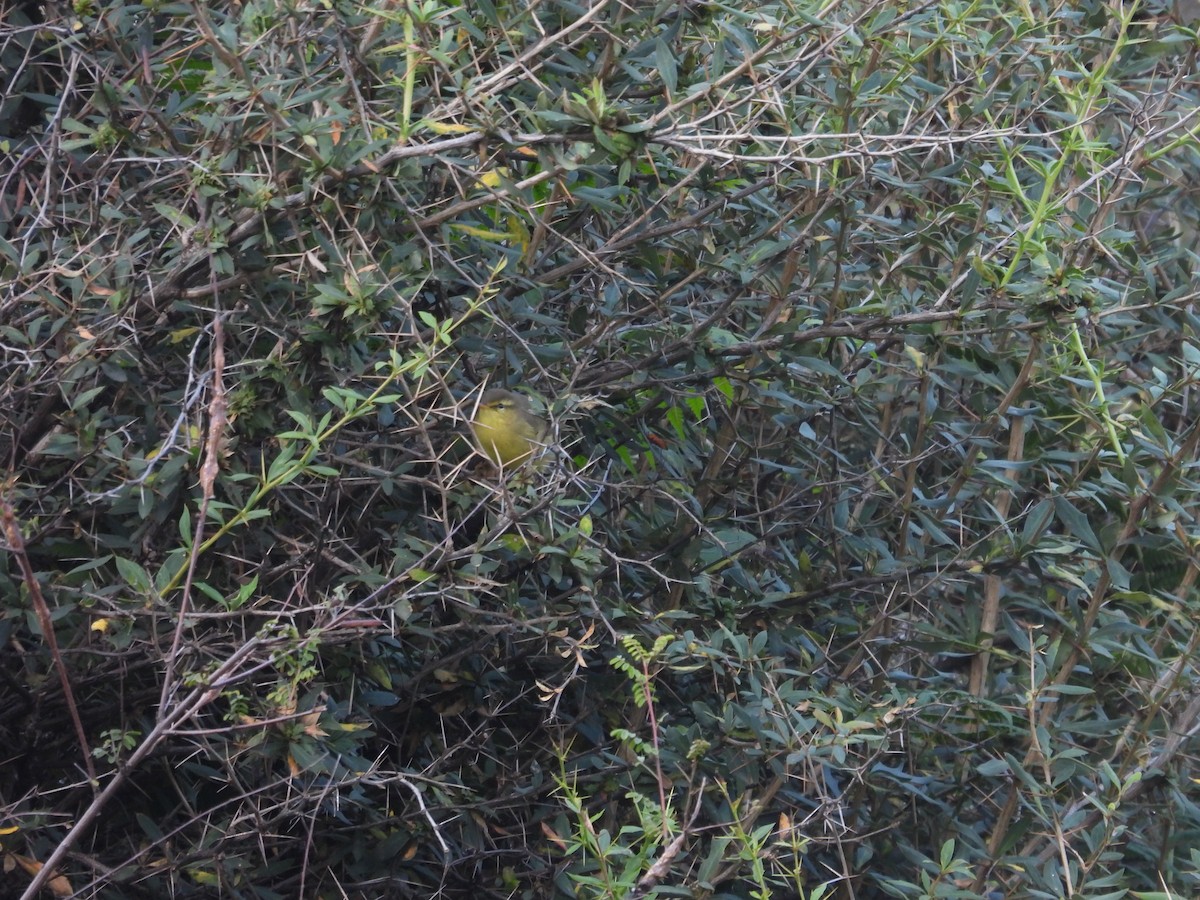 Tickell's Leaf Warbler (Tickell's) - ML496584681