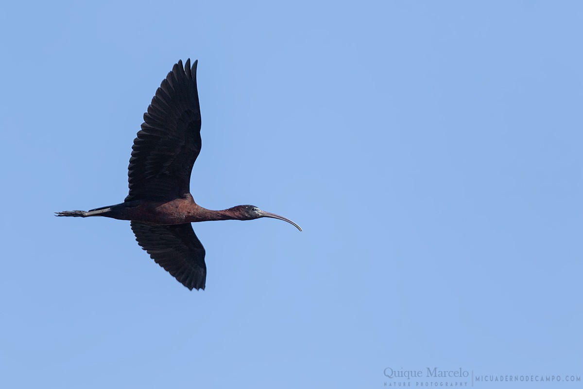 ibis hnědý - ML496587691