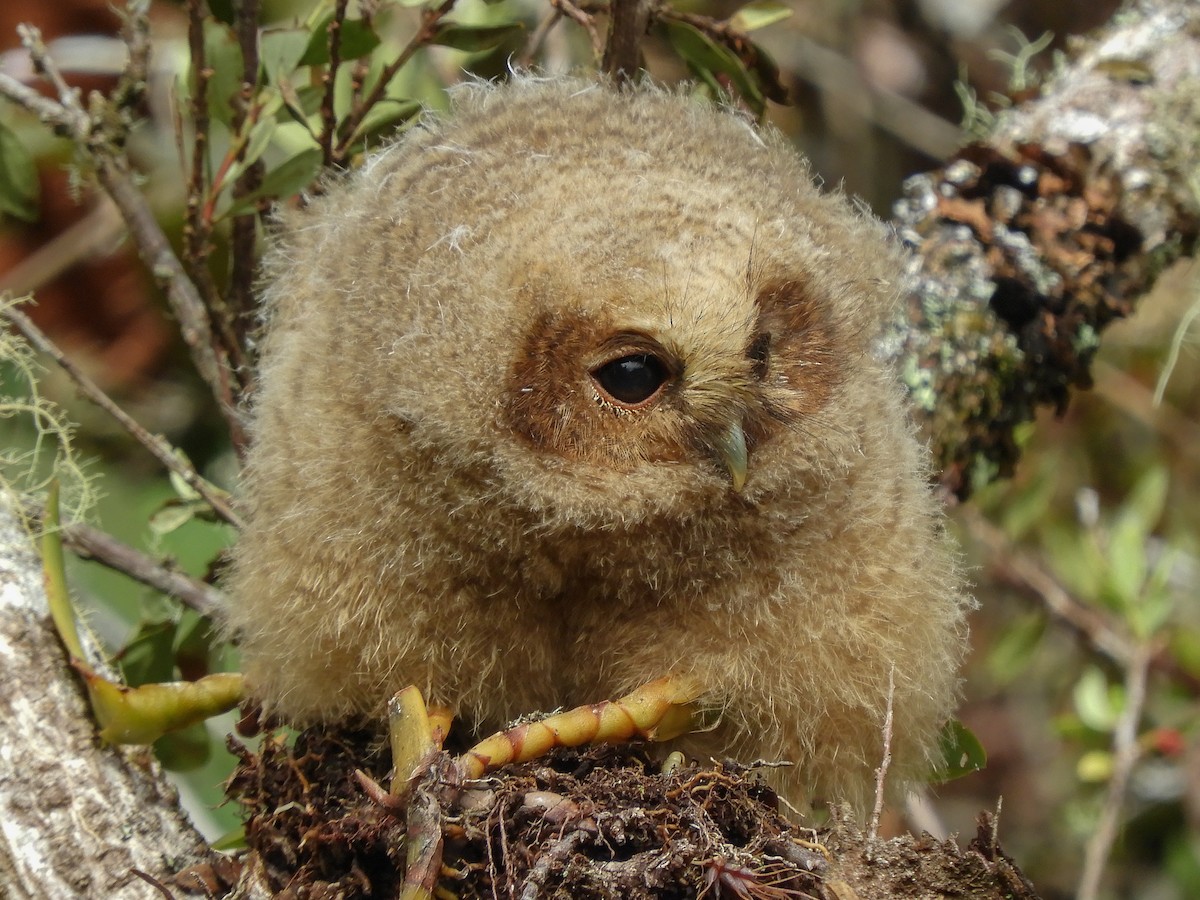 Rufous-banded Owl - ML496588931