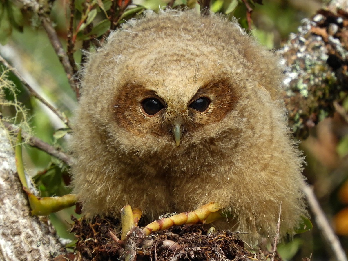 Rufous-banded Owl - ML496588941