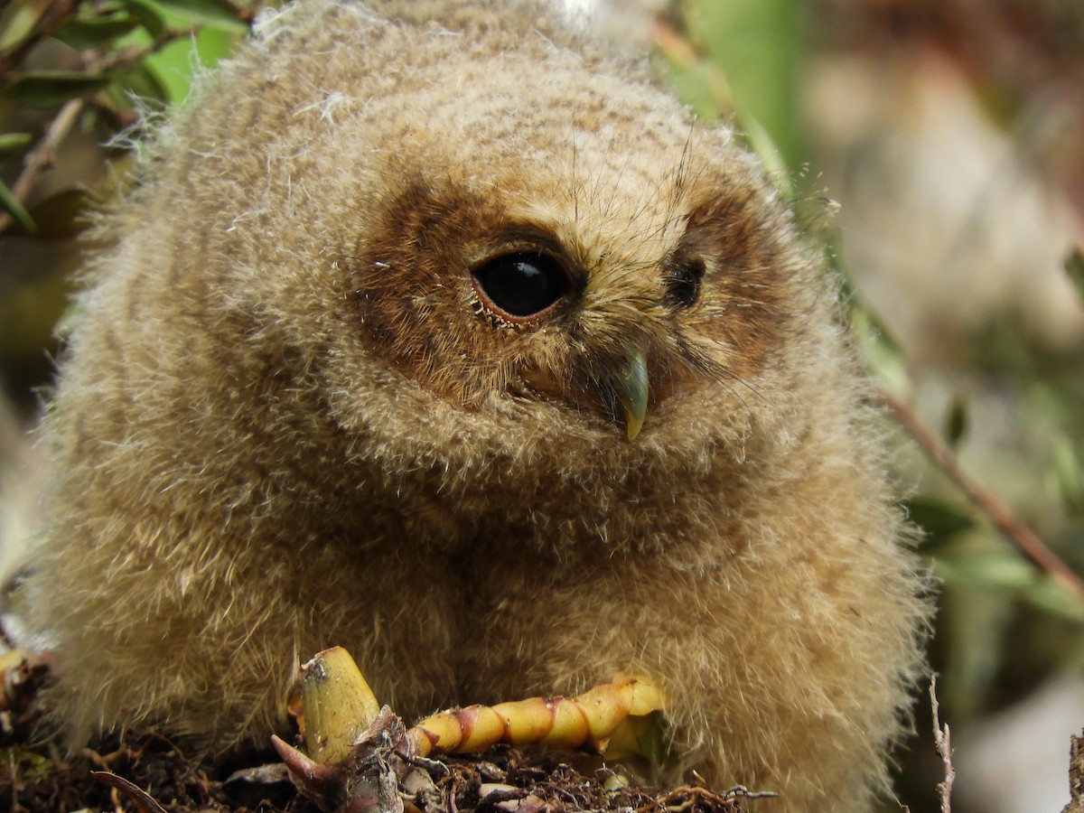 Rufous-banded Owl - ML496588971