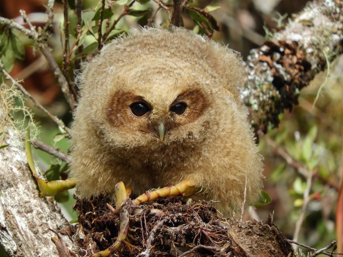 Rufous-banded Owl - ML496589191