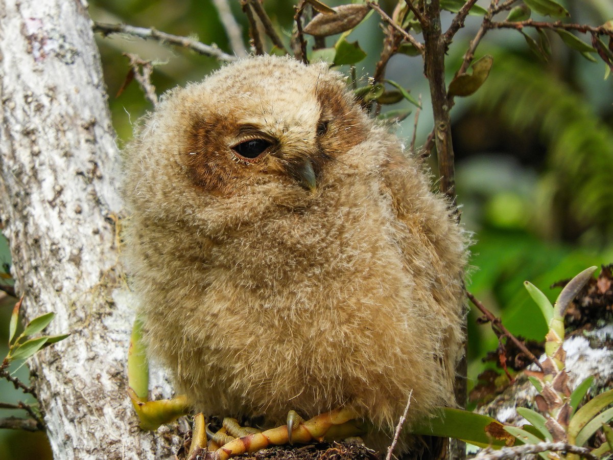 Rufous-banded Owl - ML496589341