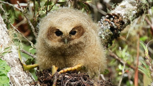 Rufous-banded Owl - ML496589521