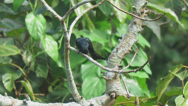 Square-tailed Drongo-Cuckoo - ML496596051