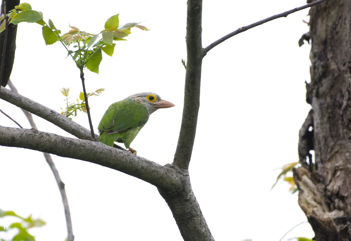 Lineated Barbet - ML496597891