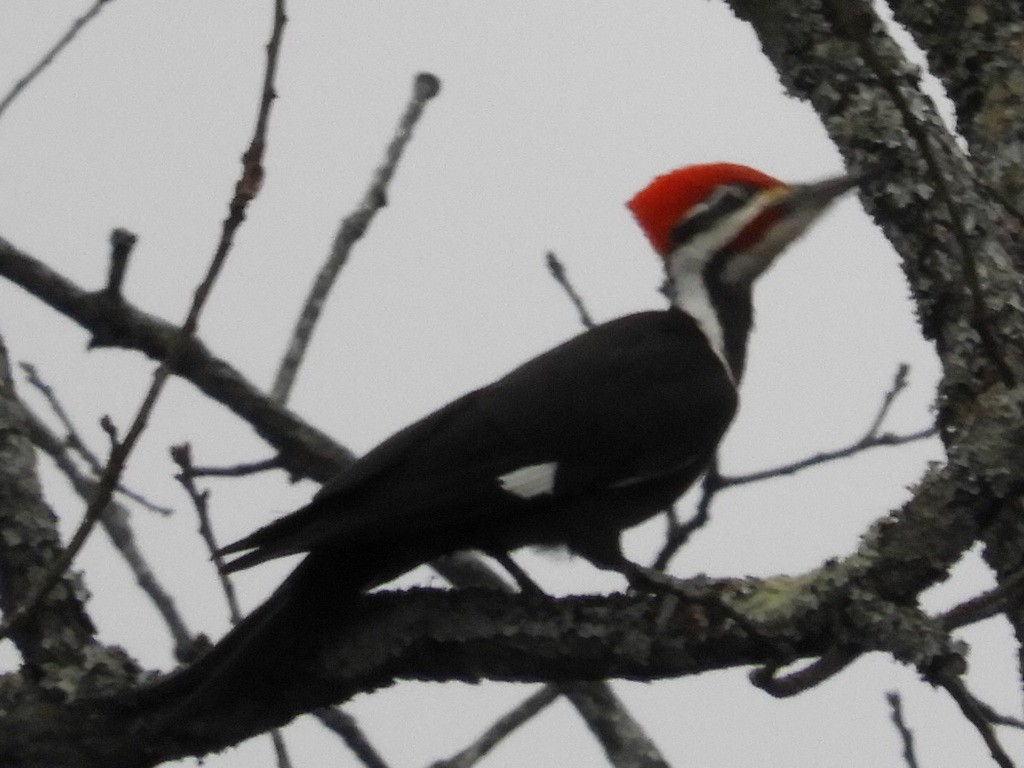 Pileated Woodpecker - ML49660411