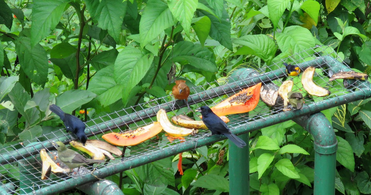 White-lined Tanager - ML49660531