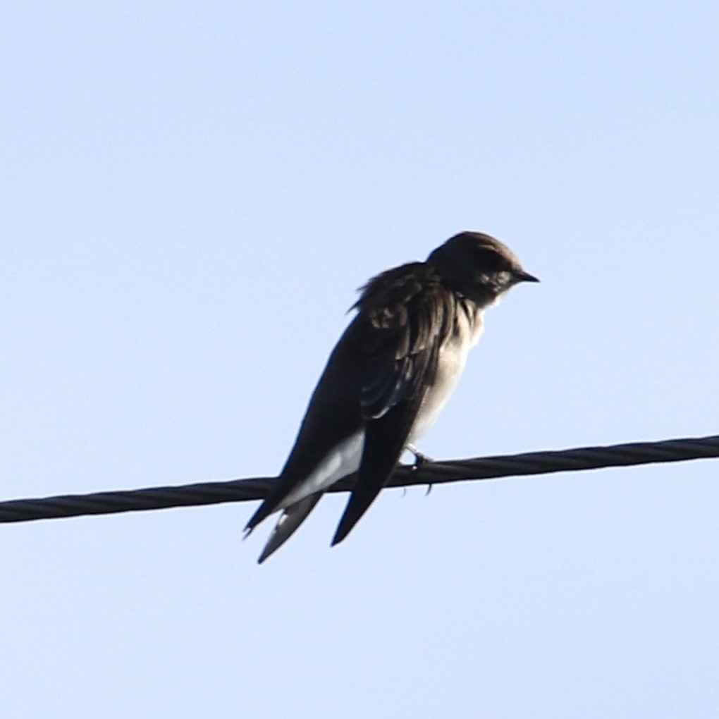 Northern Rough-winged Swallow - ML496608671