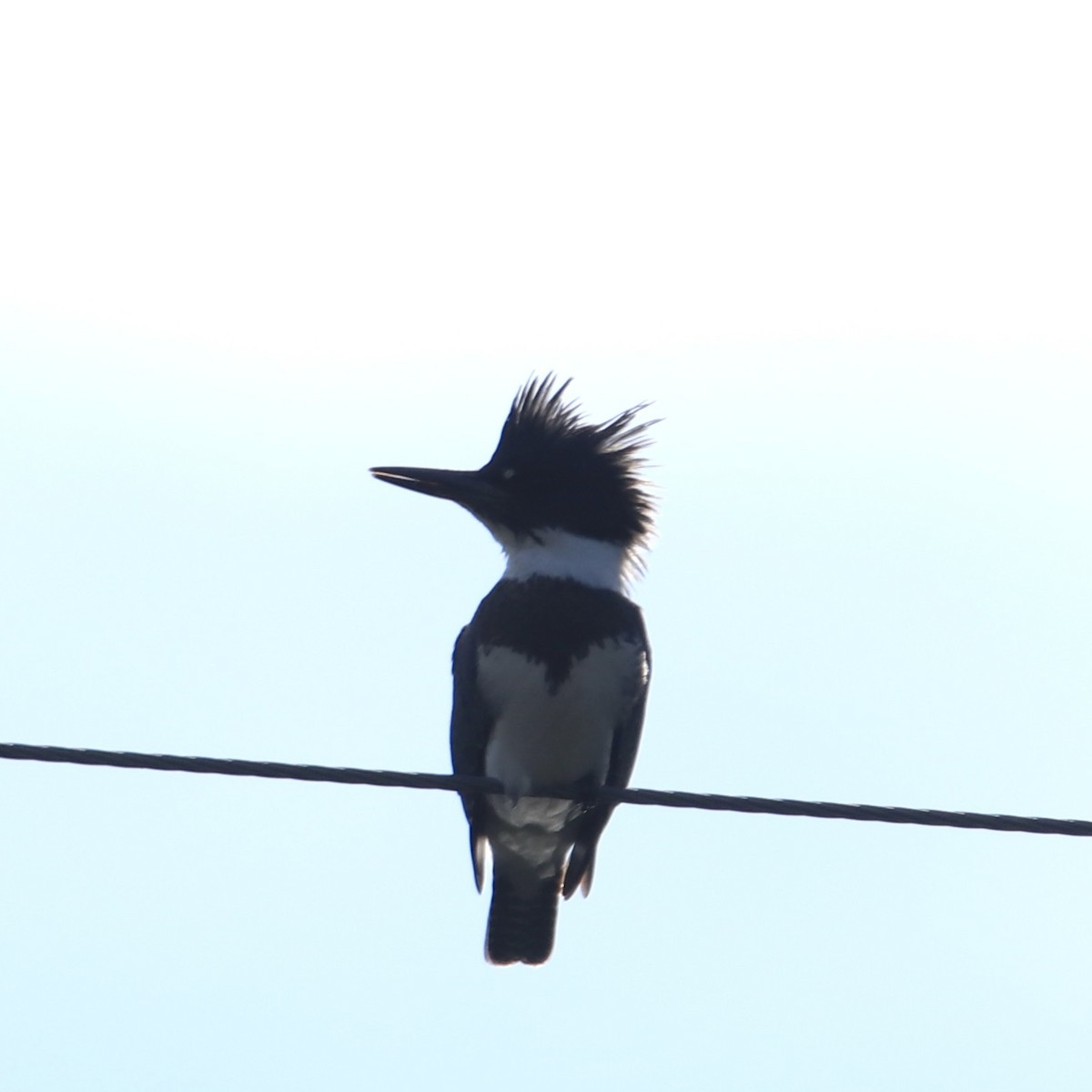 Belted Kingfisher - ML496609101