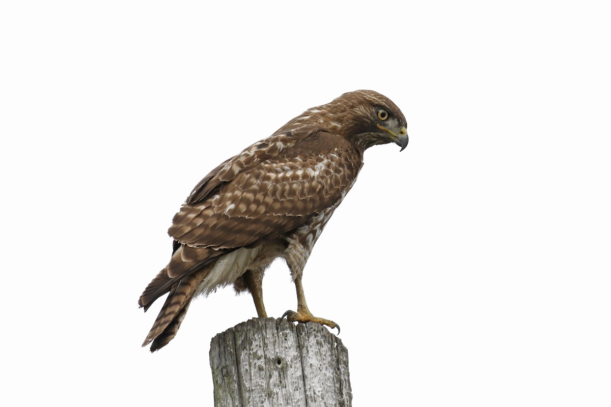 Red-tailed Hawk - Donna Pomeroy