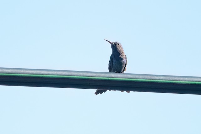 Sapphire-throated Hummingbird