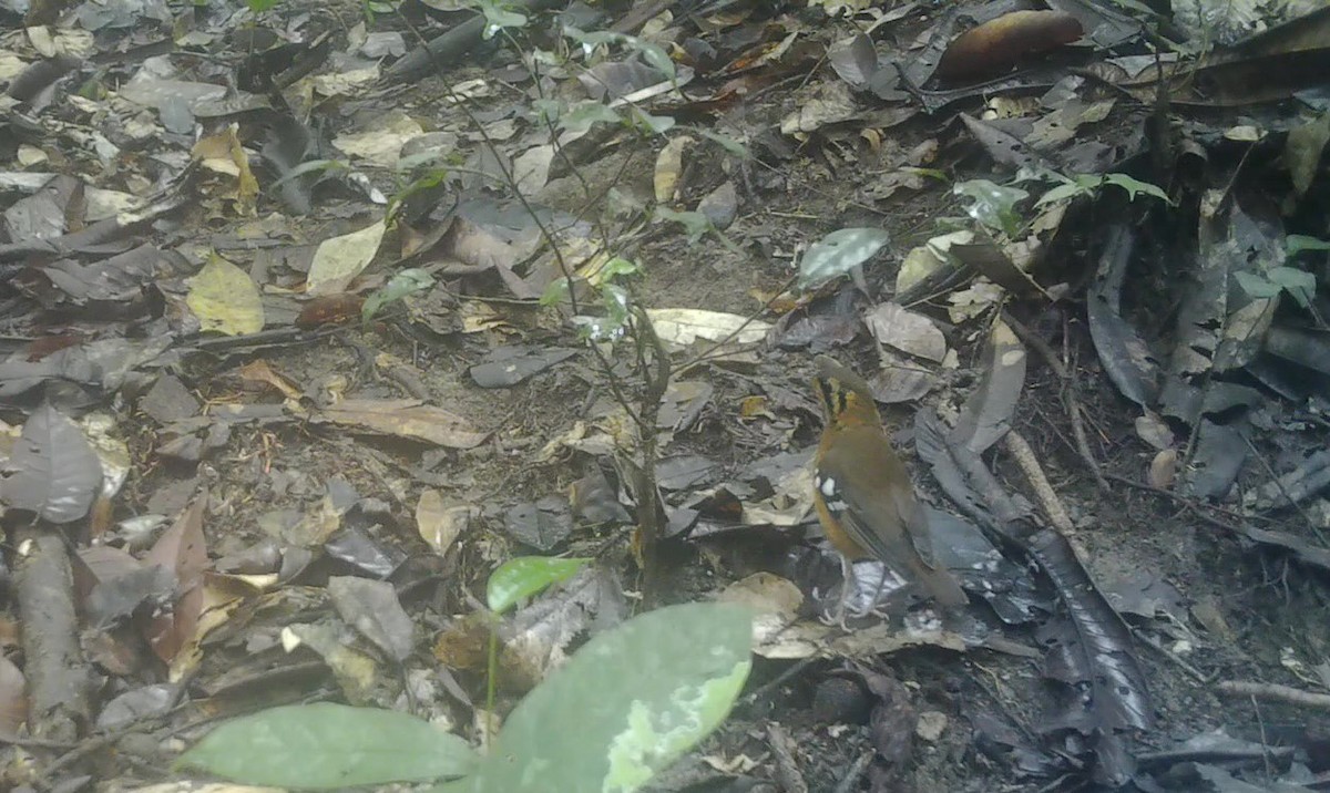 Black-eared Ground-Thrush (Cameroon) - ML496615741