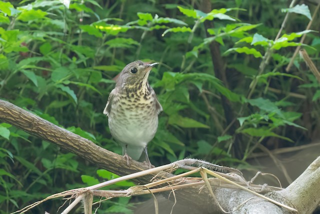 Gray-cheeked Thrush