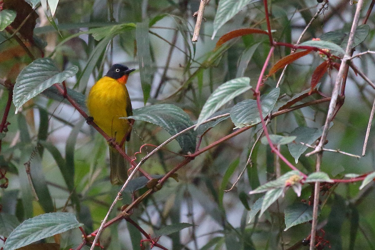 eBird India Checklist - 5 Oct 2022 - Old Magazine House, Ganeshgudi ...