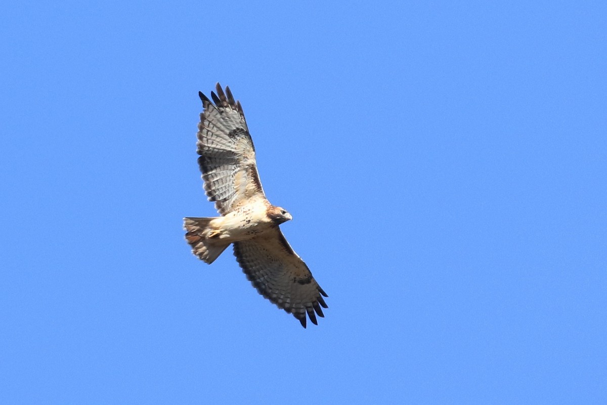Red-tailed Hawk - ML496626401