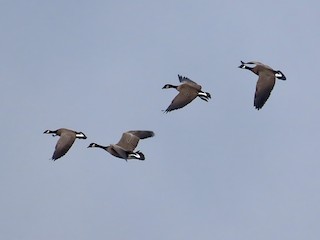 Cackling Goose, ML496629331