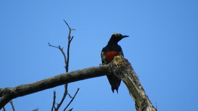 Yellow-tufted Woodpecker - ML496633531