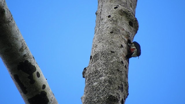 Yellow-tufted Woodpecker - ML496633611