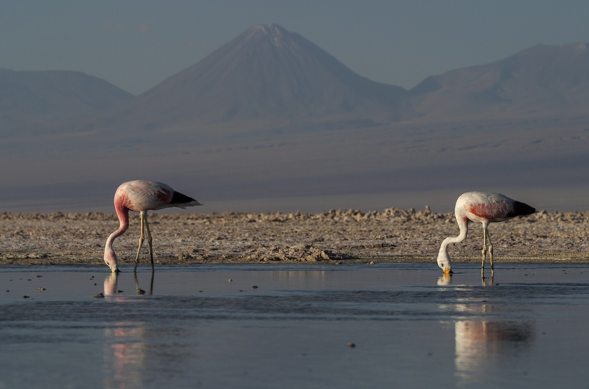Andean Flamingo - ML49663441