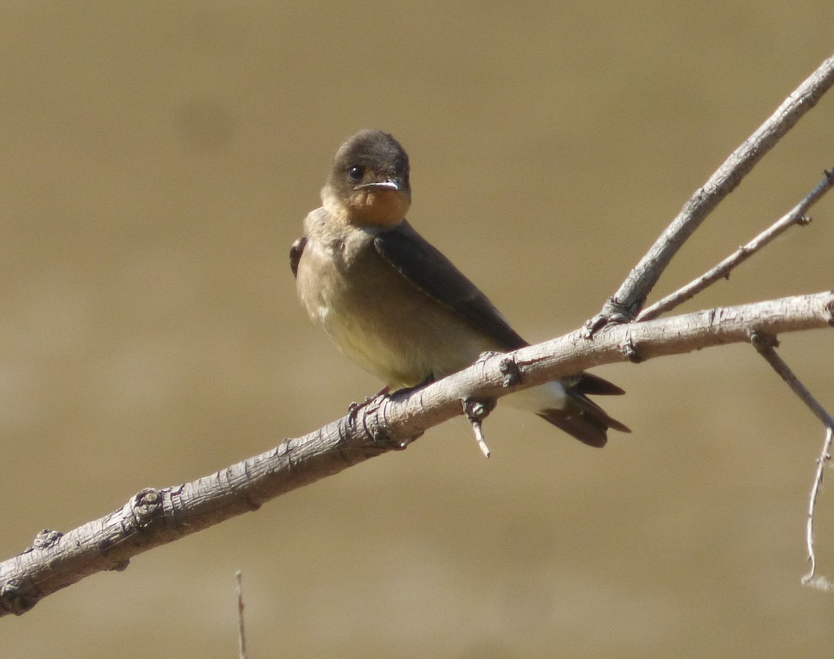 Southern Rough-winged Swallow - ML496634461