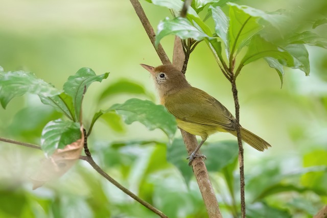 Golden-fronted Greenlet