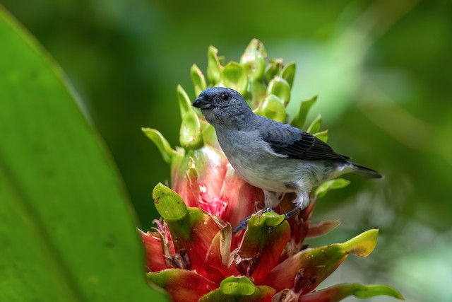 Plain-colored Tanager