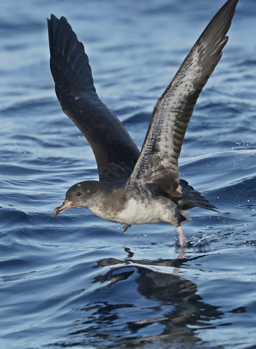 Pink-footed Shearwater - ML496636581