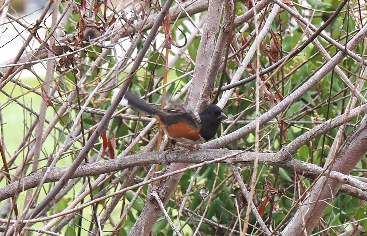 Spotted Towhee - ML496639271
