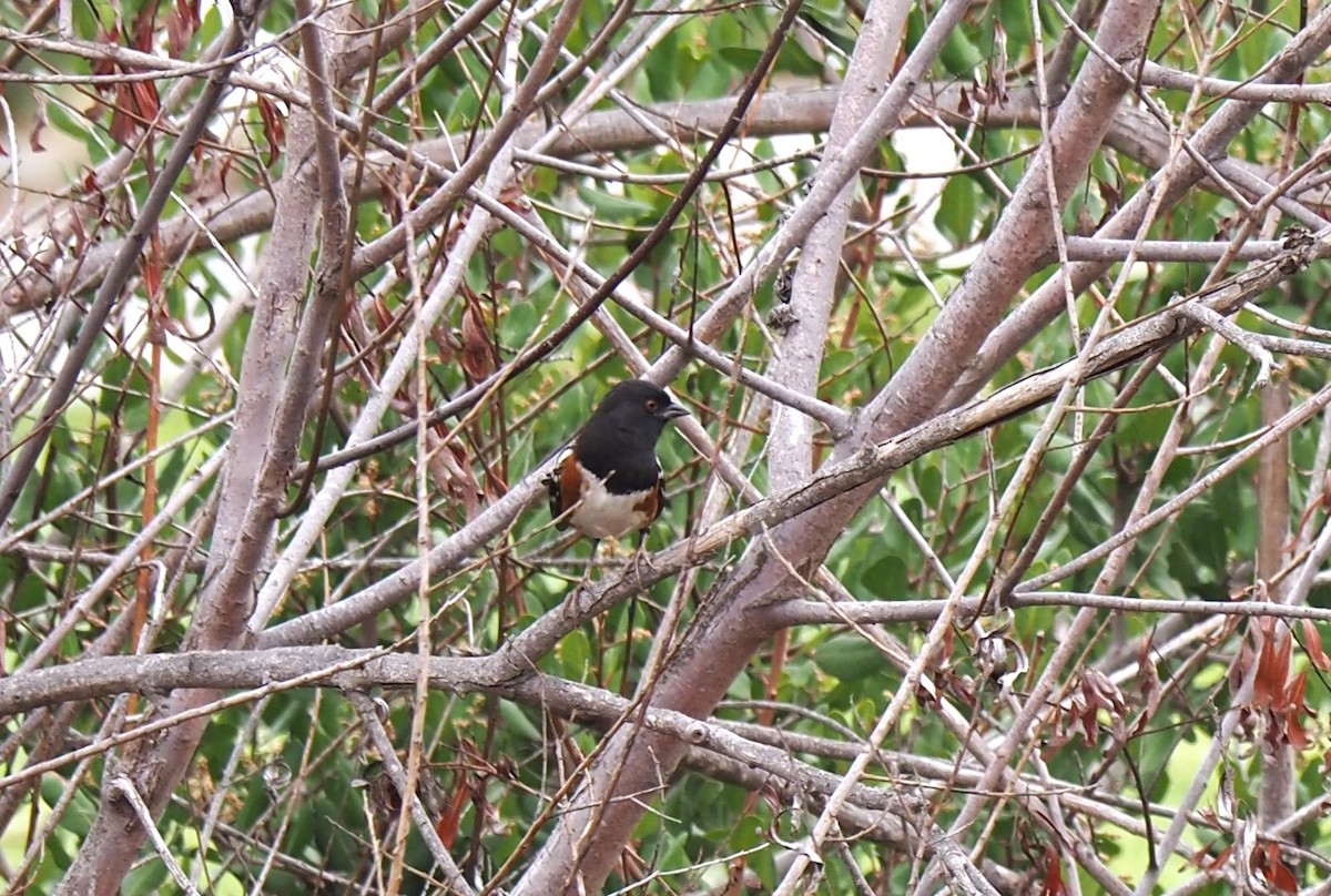 Spotted Towhee - ML496639281