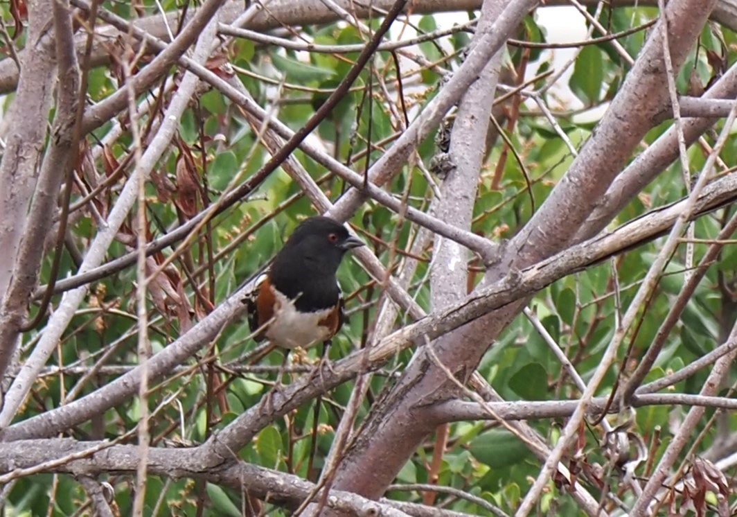Spotted Towhee - ML496639291