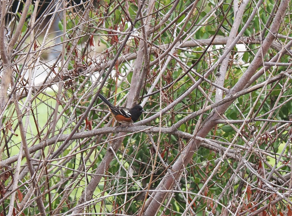Spotted Towhee - ML496639301