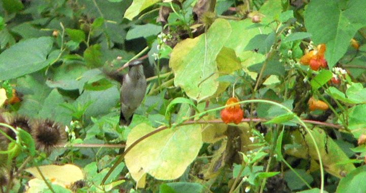 Ruby-throated Hummingbird - ML496646411