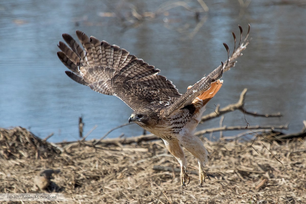 Red-tailed Hawk - Ashley Bradford