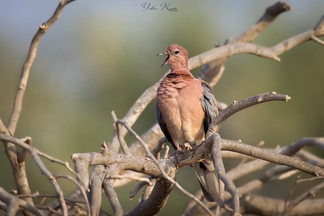 Laughing Dove - ML496652231