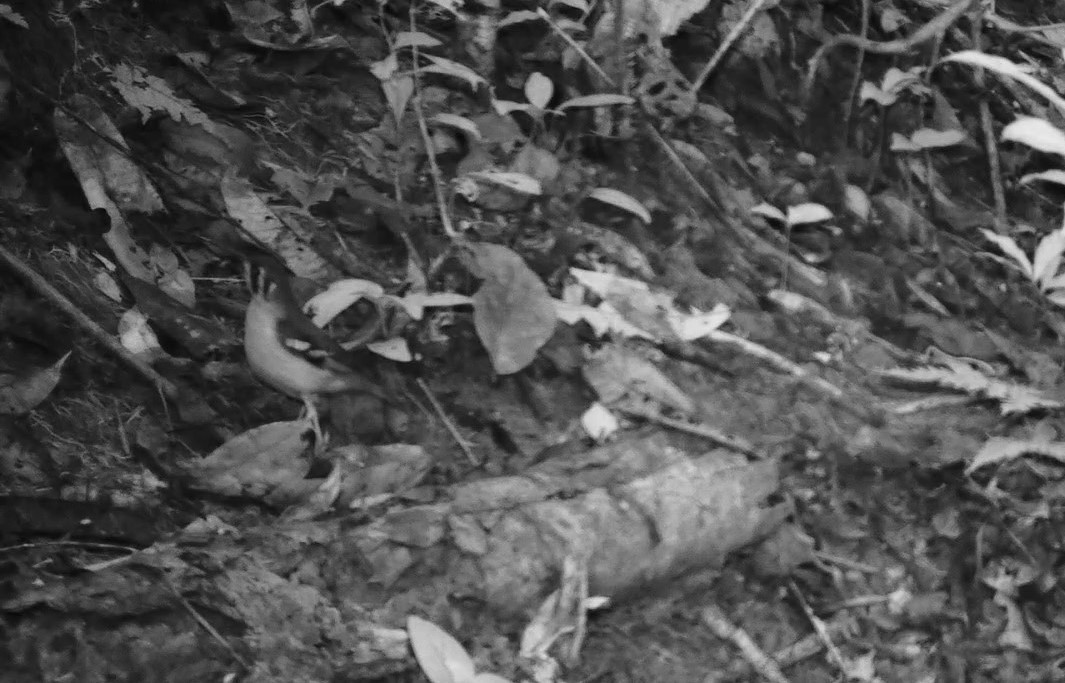Black-eared Ground-Thrush (Cameroon) - ML496652751