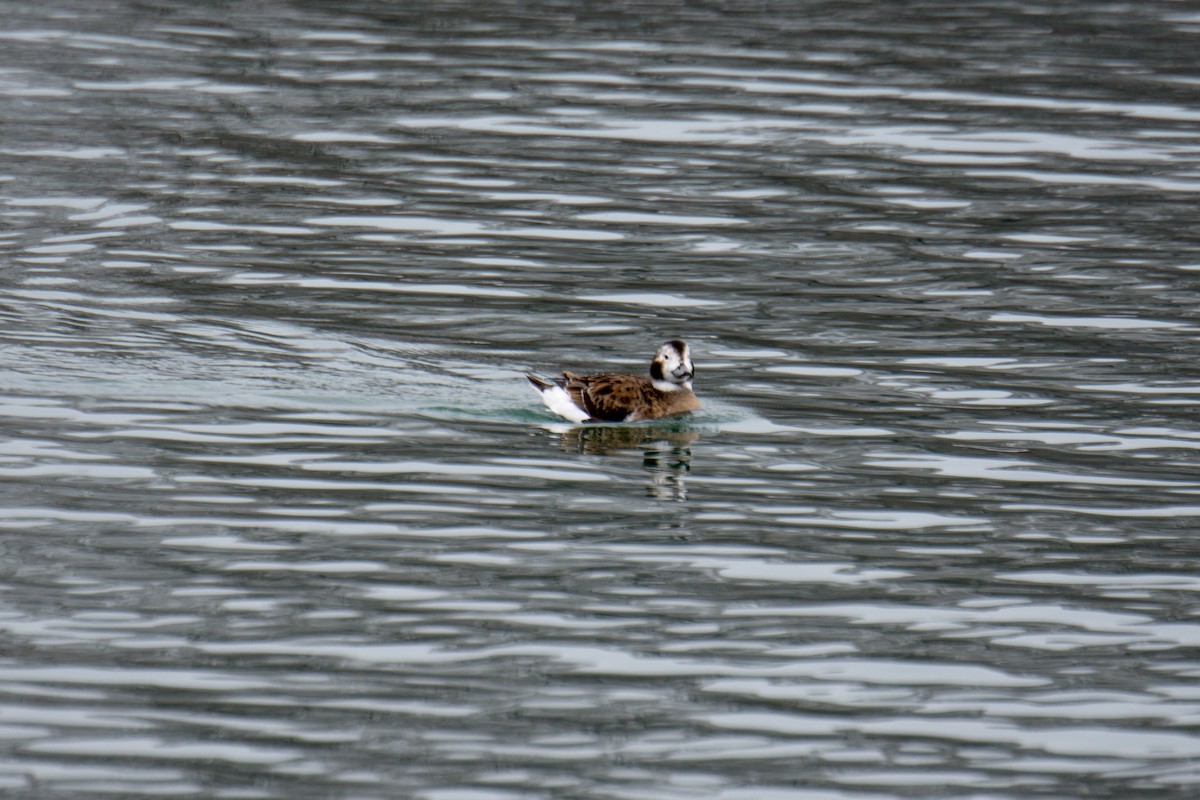 Long-tailed Duck - ML49665531