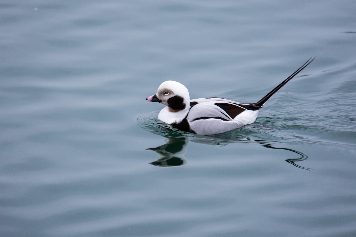 Long-tailed Duck - ML49665561