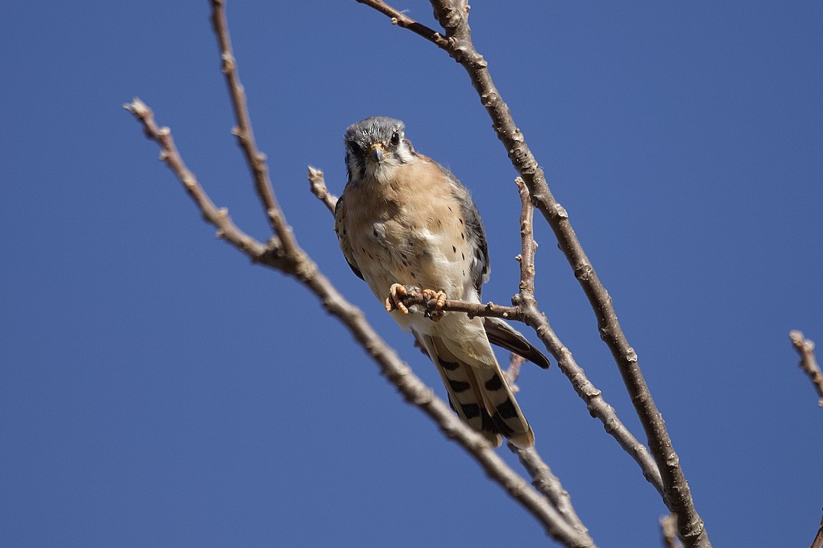 ml496659101-american-kestrel-macaulay-library