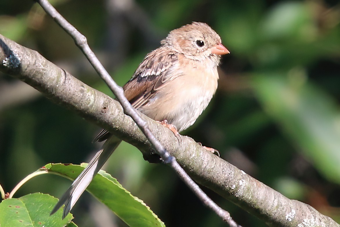 Field Sparrow - ML496660011