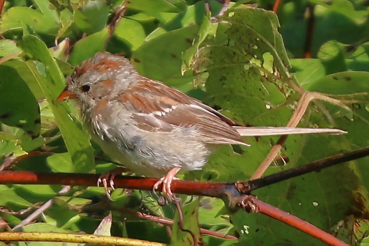 Field Sparrow - ML496660111