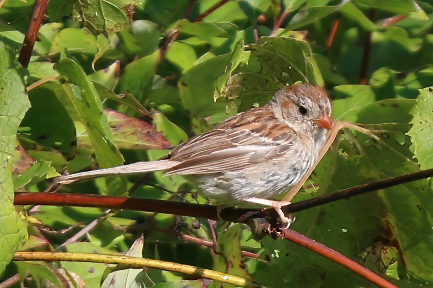 Field Sparrow - ML496660301