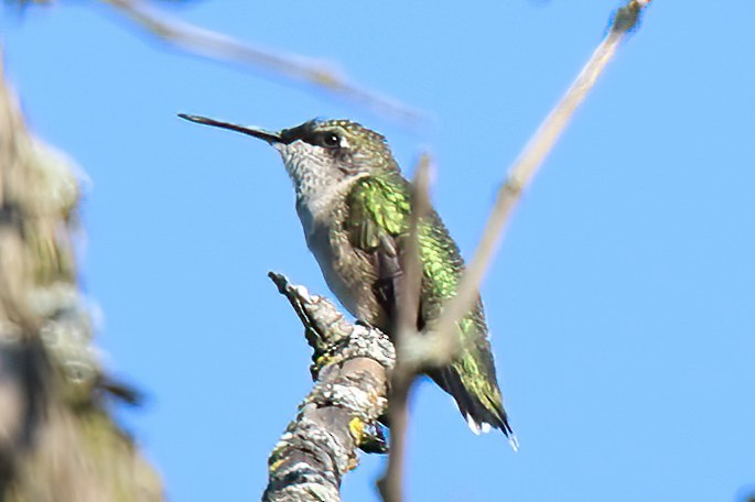 Ruby-throated Hummingbird - David Wilson