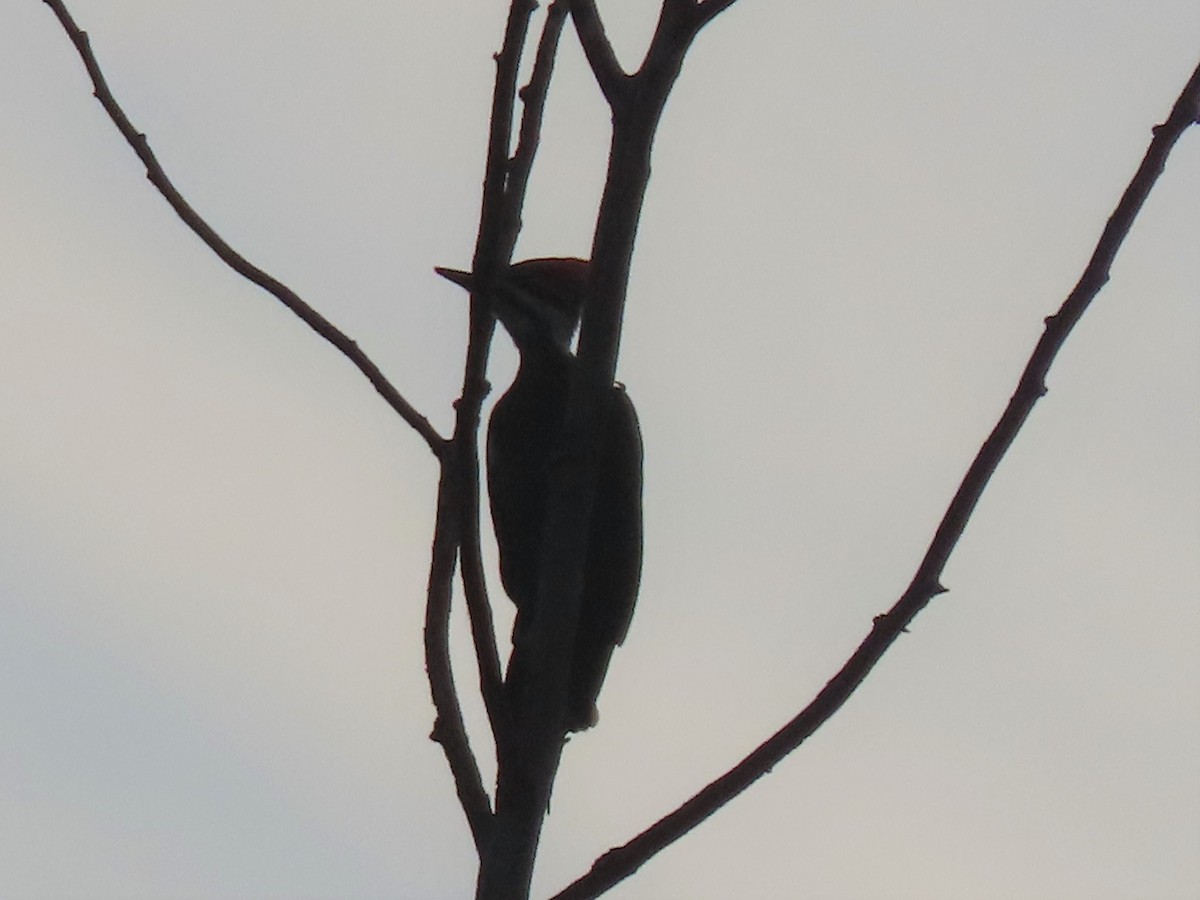 Pileated Woodpecker - ML496666111