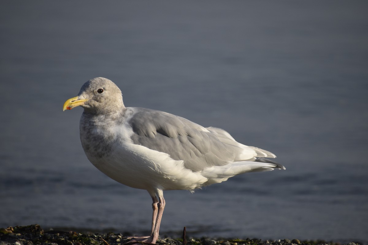 Glaucous-winged Gull - Pascal Cote