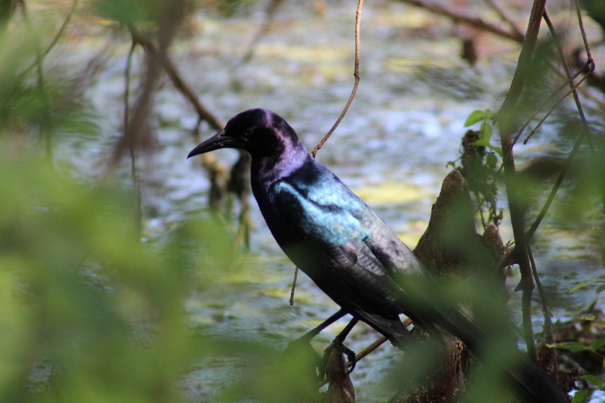 Boat-tailed Grackle - ML496675851